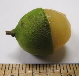   Fruit:   Melicoccus bijugatus ; Photo by N. Diaz, USDA APHIS PPQ, imageID.idtools.org
